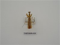 藏品(螳螂)的圖片